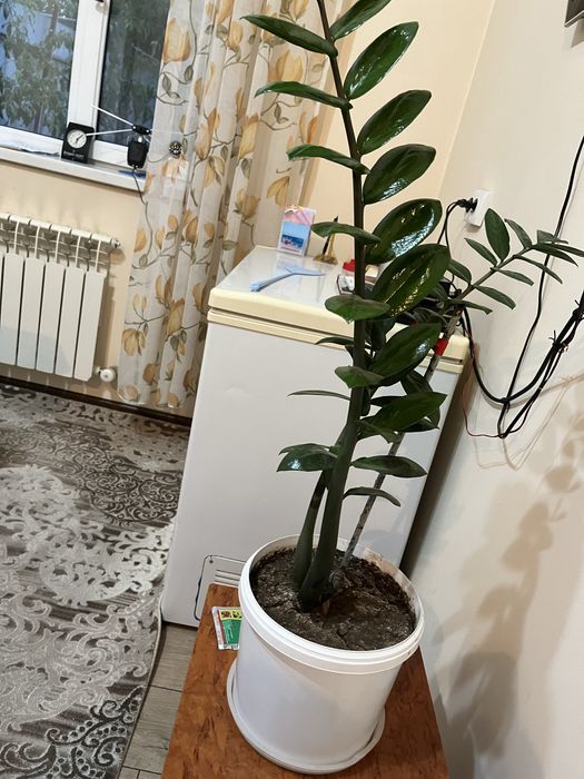 Лечебное комнатное растения алое