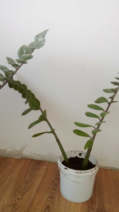 Продам денежное дерево