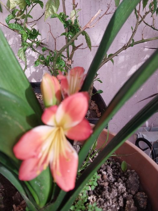 Здравствуйте, комнатные растения