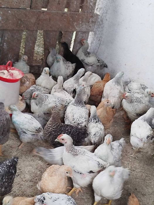 Pui de rasă mixtă de vânzare 20lei buc.