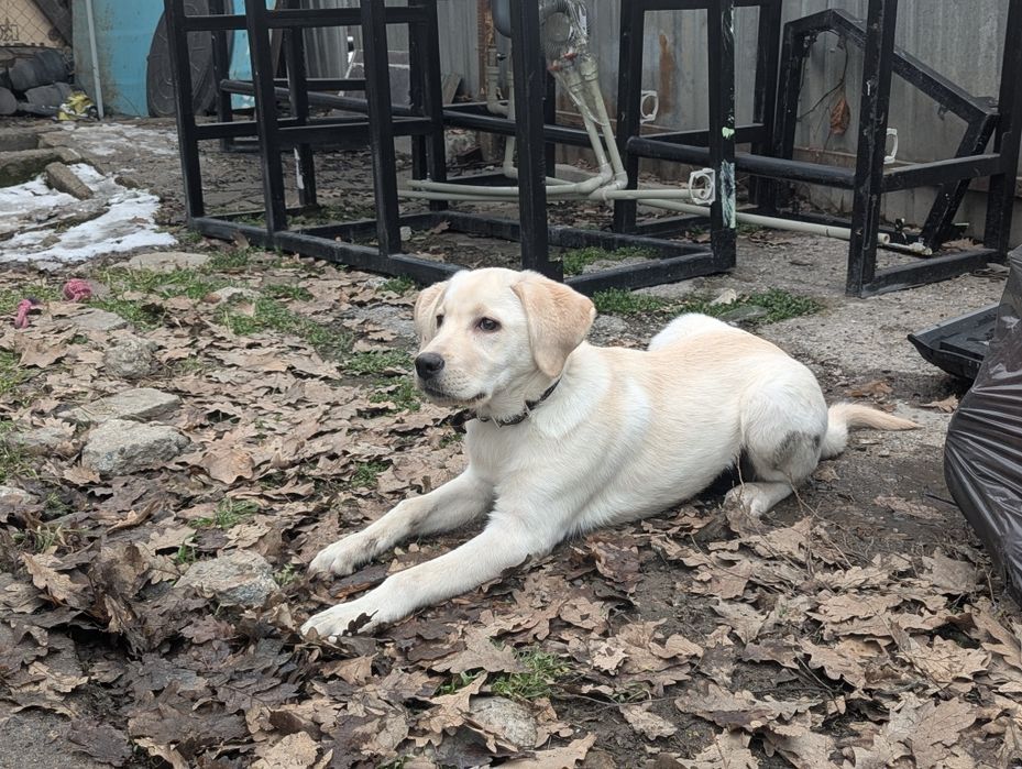Продам щенка лабрадора девочку (метис)
