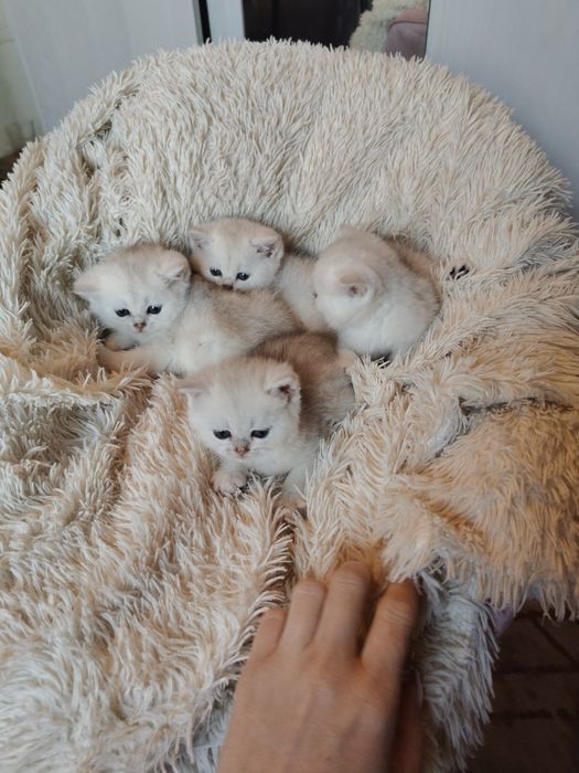 Серебряные Шиншиллы девочки и мальчики