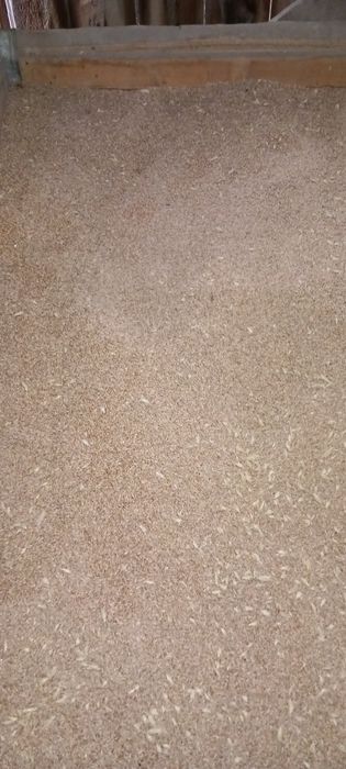 Orz si grau de vanzare 2025