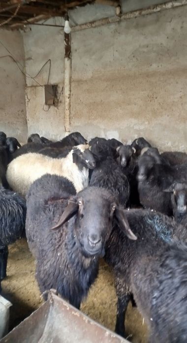 Sotuvda qo'ylar bor so'yib berish hizmati ham