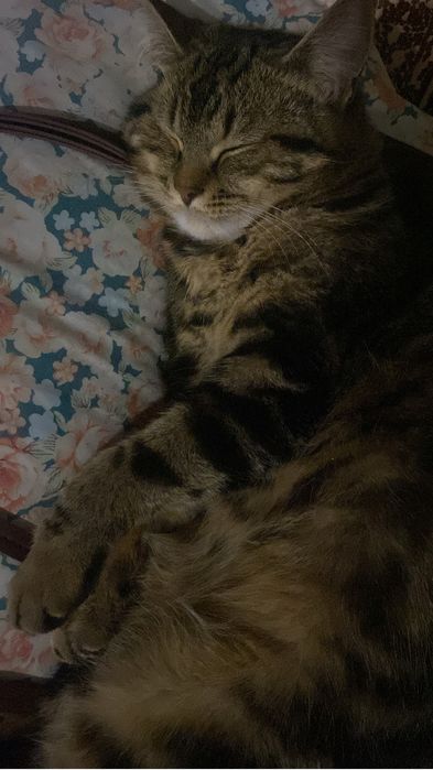 Отдам в добрые руки