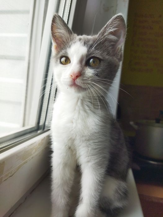 Кошки в добрые руки