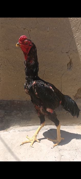 Дакан петух корпус