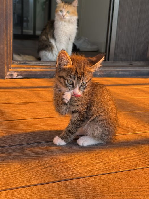 Отдам котят только в добрые руки !