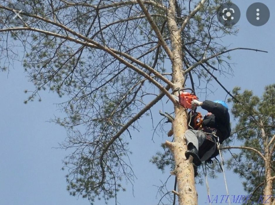 Спилить распилить деревья , пилим деревья .