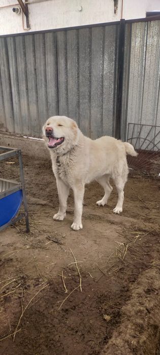 Продам мощного кобеля алабай
