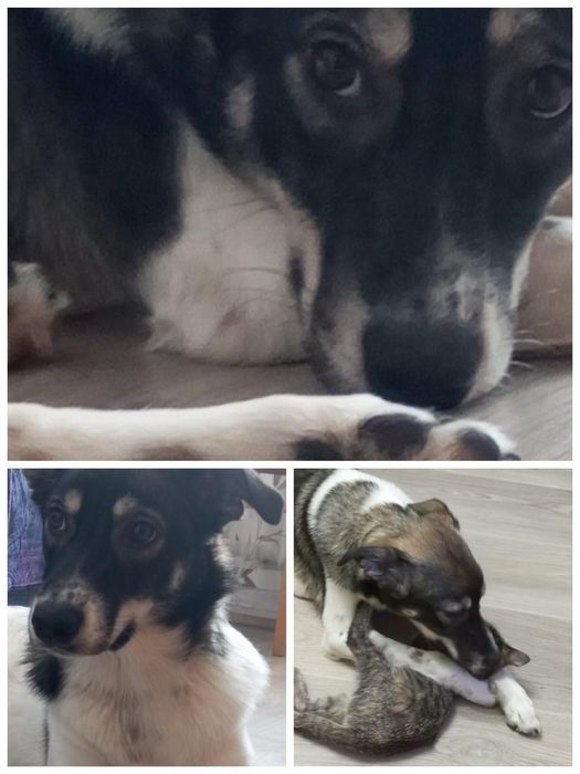 отдадим собачку алабай с овчаркой девочка  домашняя