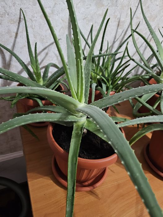 Алое вера лечебный