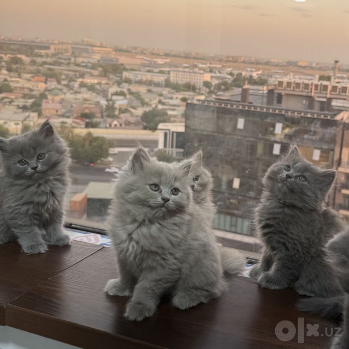 Британские котята чистокровные