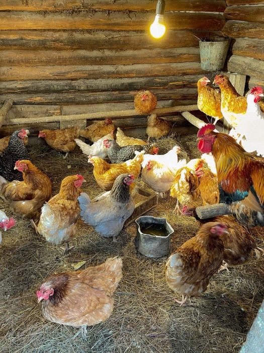 Продам петухов домашних