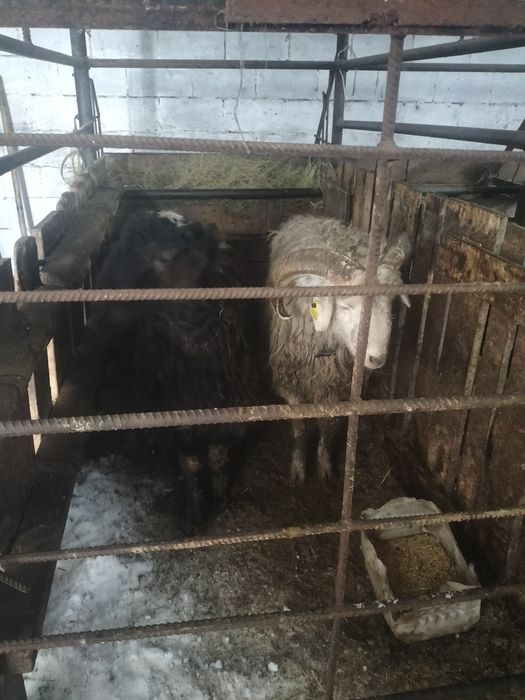 2 кошкар сатылат 100 110мын