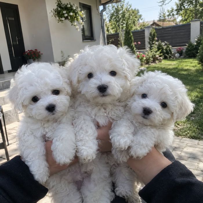 Donez 3 masculi bichon malteze