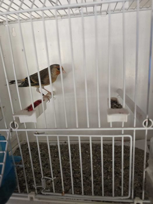 Canari de vanzare si hibrizi