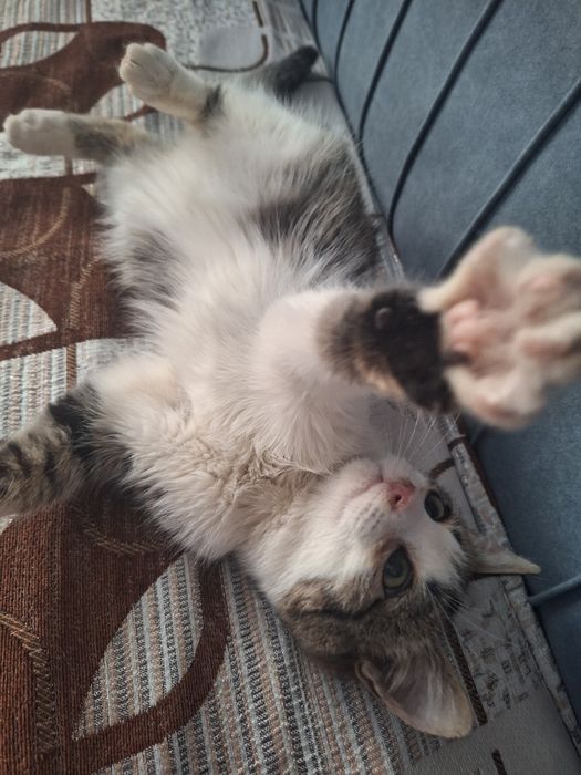 Котёнок мальчик 4-5 месяцев