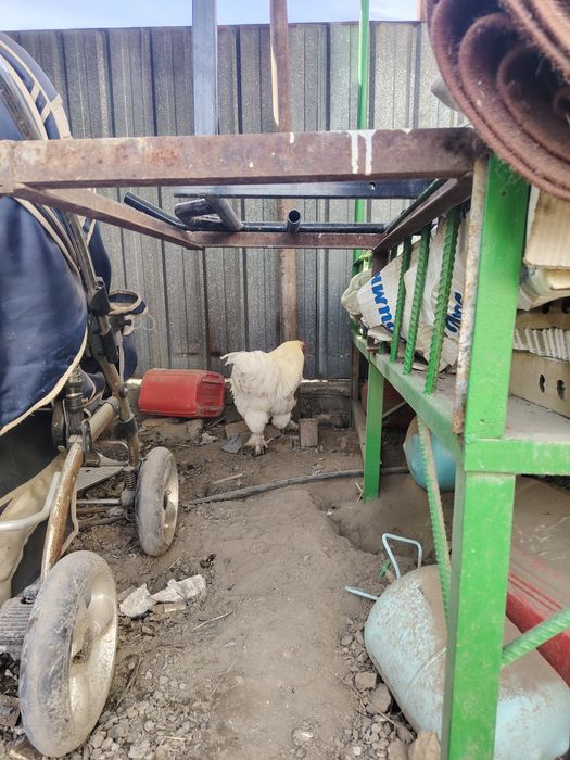 Продам петуха брама