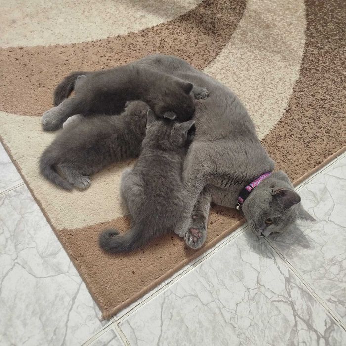 Британски котенца