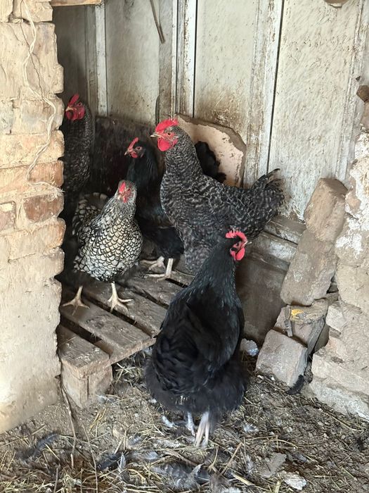 Курицы породистые