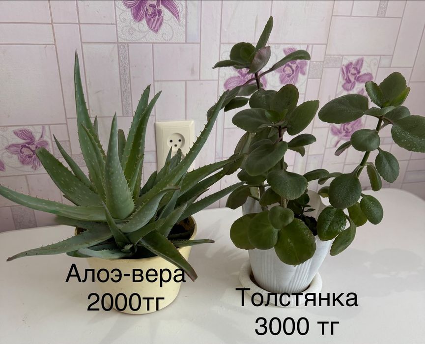 Комнатные растения ( алоэвера, толстянка, кактус))