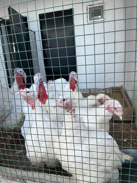 индюк сатылады, үндік