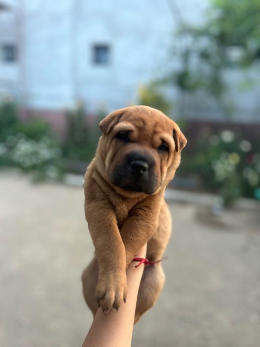 Disponibili catei Shar Pei
