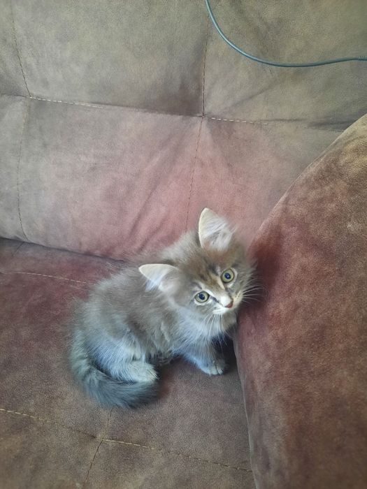 кошечка, а добрые руки