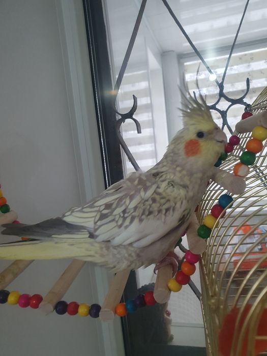 Попугай Корелла с клеткой