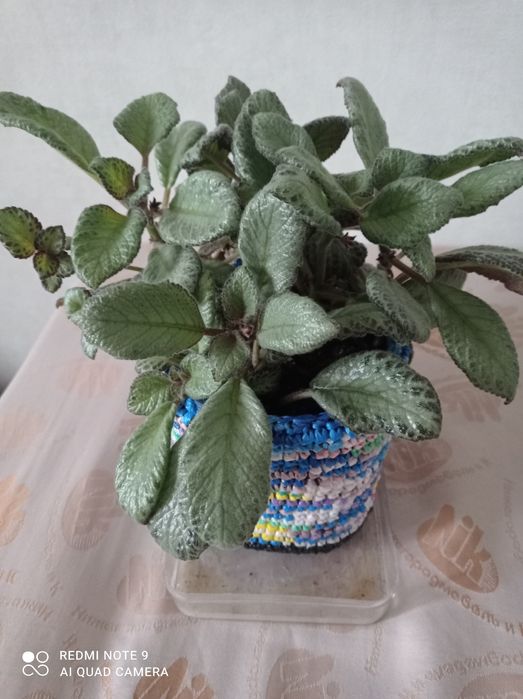 Комнатные цветы,украсят ваш дом.