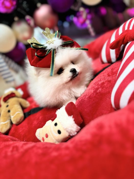 Pomeranian Bear Type