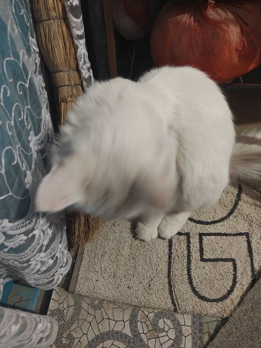 Отдам даром кота