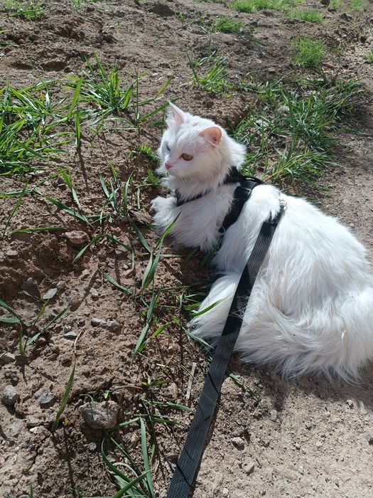 Пропала кошка!..