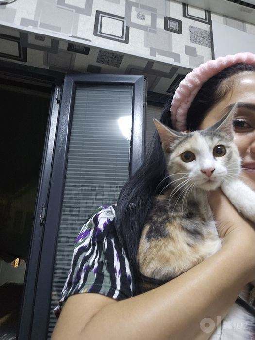 Asal erkatoy mushukchami yaxshi qolarga beraman