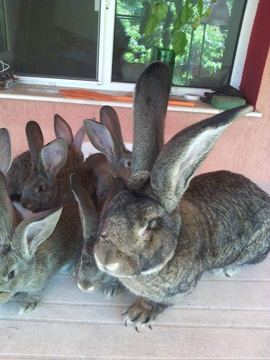 Femele de Uriaș German 11 luni