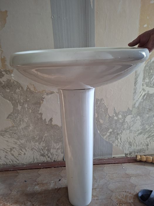 Тюльпан раковина