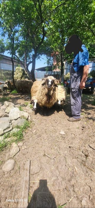 Vând oi breze 1100 de lei