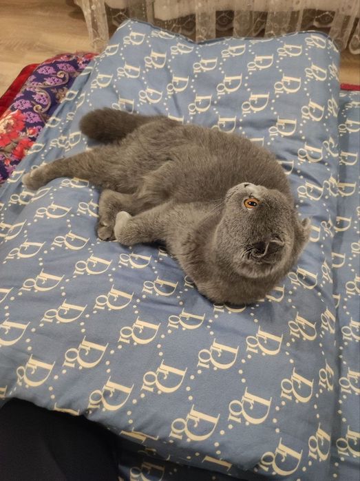 Кошка Лили с Паспортом
