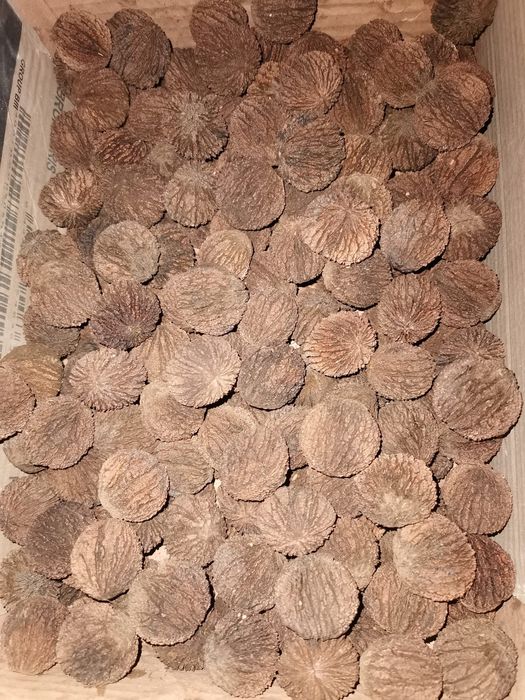 Nuci negre americane (Nuc Negru)