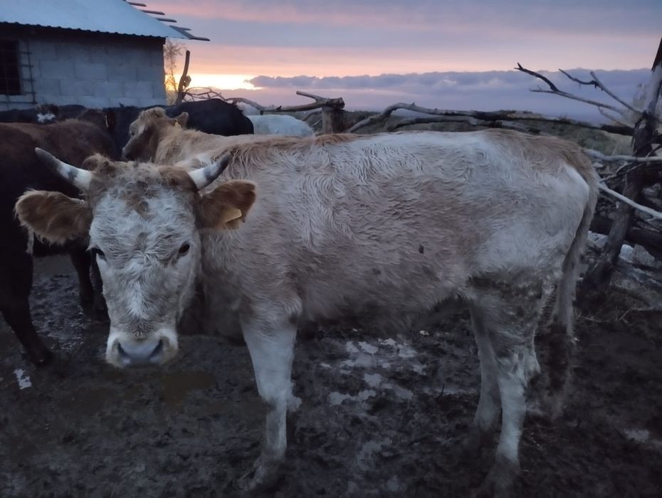 Құнажындар сатылады