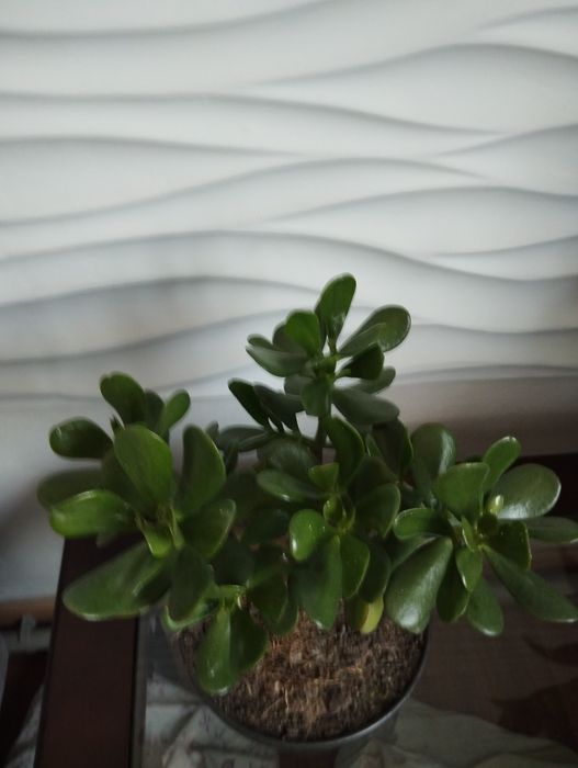 Крассула (толстяка, монетное дерево)