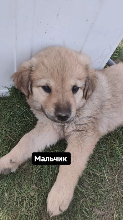 Отдам щенят даром в добрые руки