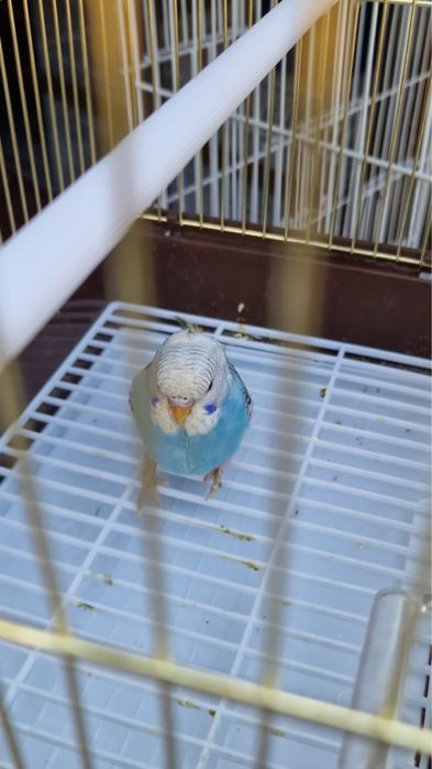 Волнисти папугай