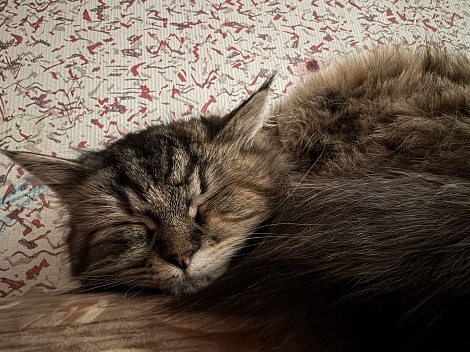 Кошка по кличке Мия