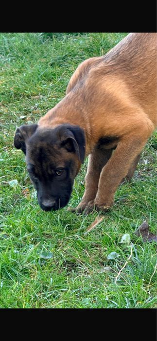 Pui catel malinois, ciobanesc belgian.