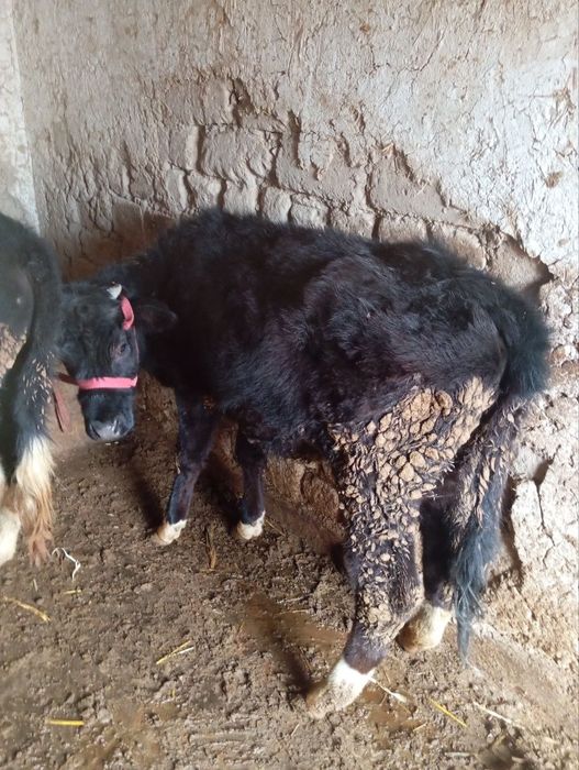 Mol G'onajin 1yosh sotiladi malumot uchun tel qilib keling