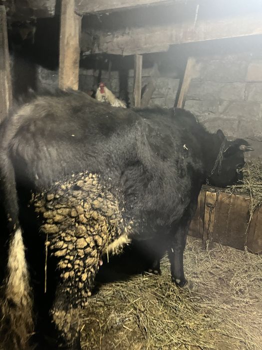 Продам корову с 2 телятами.