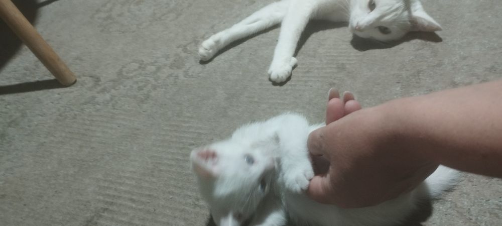 Отдам котят в добрые руки