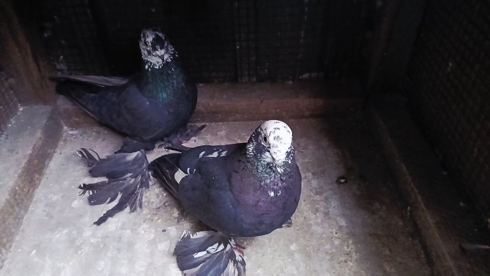 Голуби голуби голуби